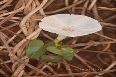 Ipomoea marginata